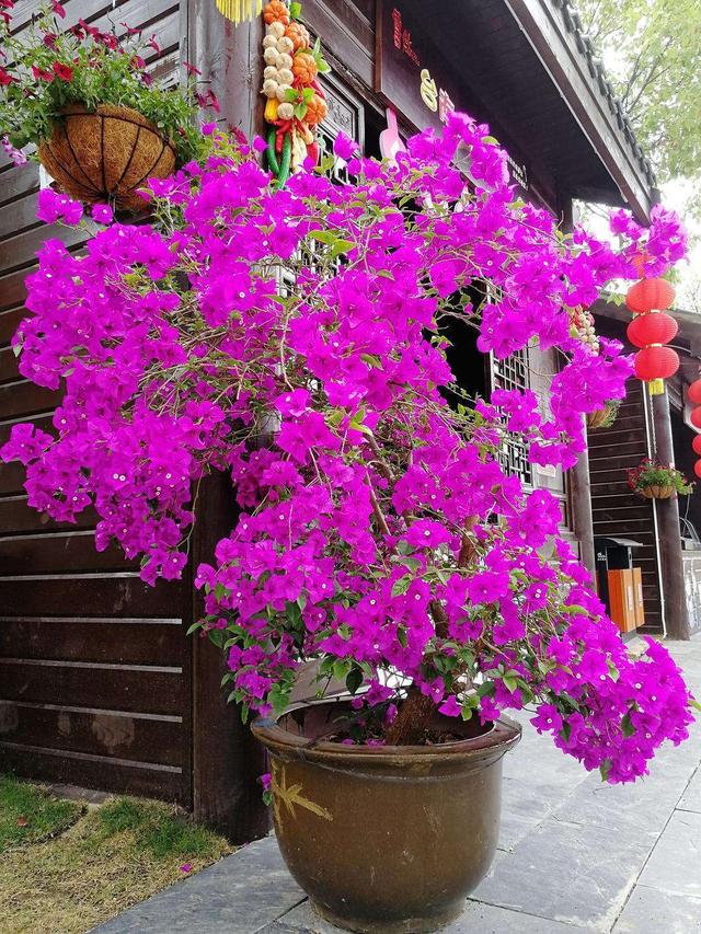 入冬之后买花要注意，这3种花不要随意去买，纯粹浪费钱