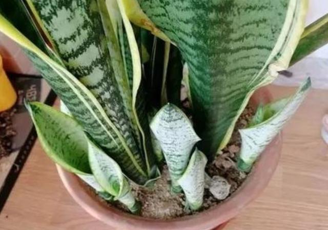 养虎皮兰，别只浇水，定期补上1种肥，新芽长满盆