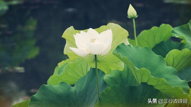 欲随君影去，唯恐画悲伤