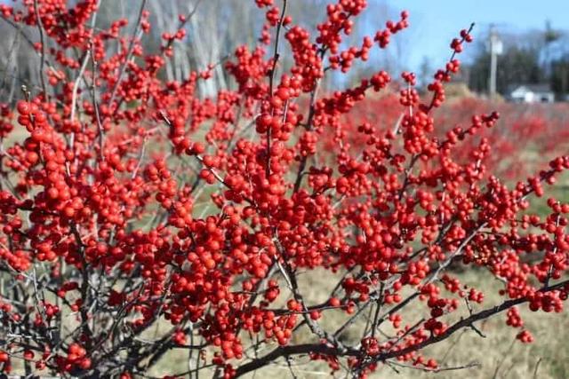 北美冬青火，高档年宵花