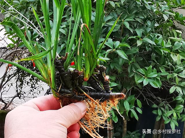 兰花、菖蒲、麦冬，三种最容易混淆的植物，知道这些就不会买错