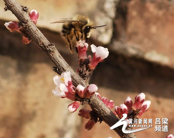 「黄河新闻网吕梁频道」柳林：一年好景春尚在 最美不过三月天