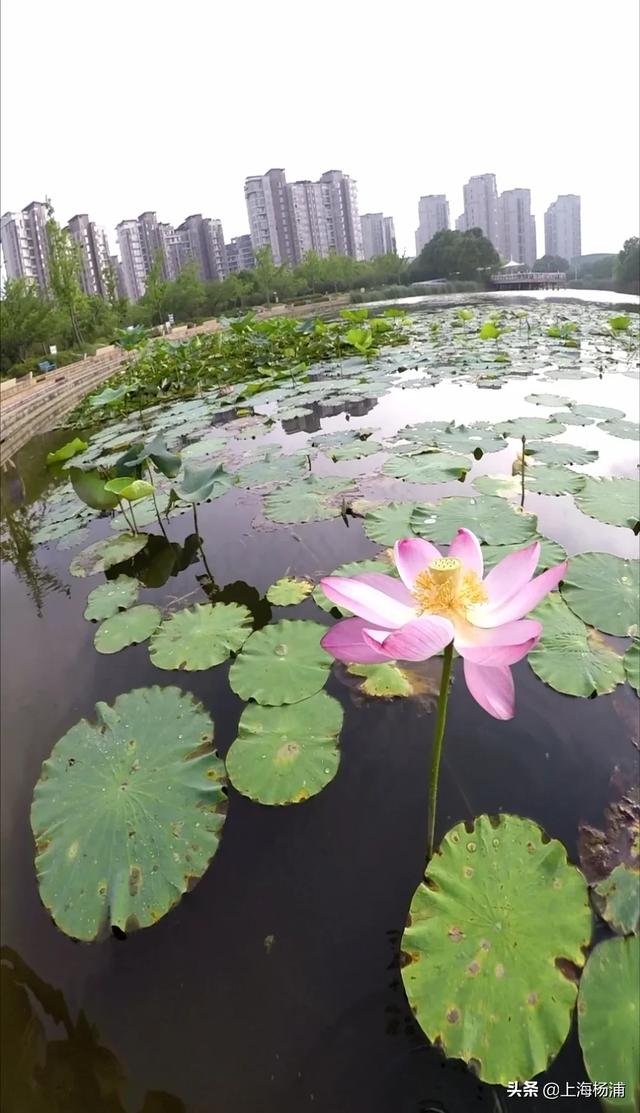 天空中的棉花糖▲万万没想到,杨浦竟然藏着个赏荷花的“宝地”!