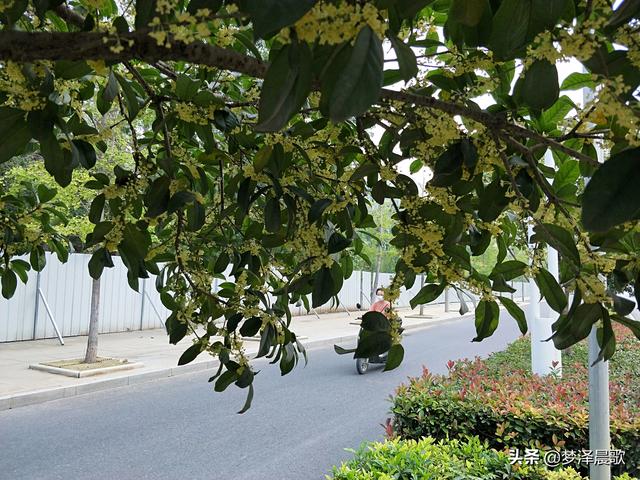 丹桂金秋迎双节，小城云梦满城香