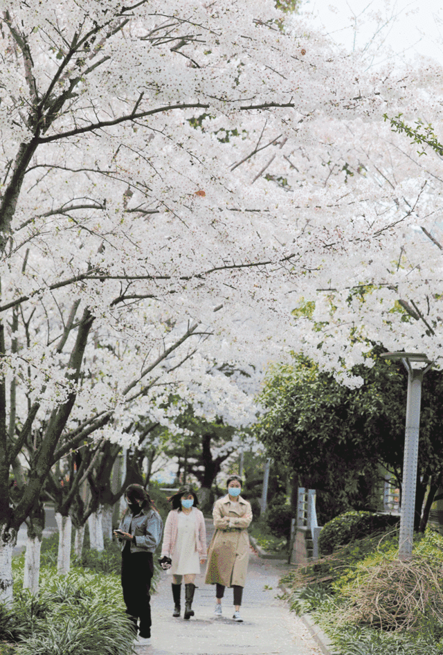 「趣旅游」趁樱色,入画来!