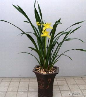 学会这三个实用的小技巧，家里的丝兰长势旺盛而且好看