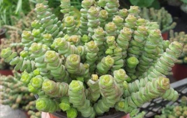 多肉钱串怎么养，才能长满花盆，株型更美观