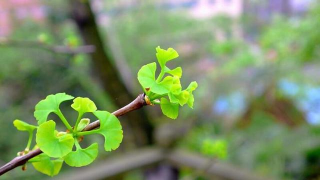 春分|廿四节气丨今日春分，湿冷仍在，杨浦中医教你把握养生好时机