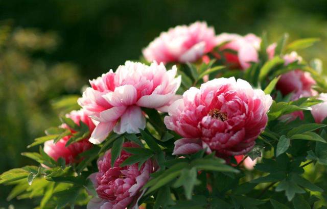 中国十大名花，寓意好观赏性强，很少人能养全