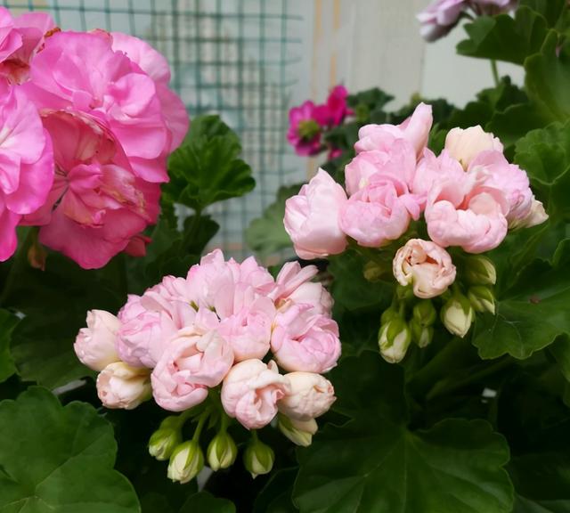 这“三种花”是勤花小普货，遇水疯长寓意好，单朵能开一个月