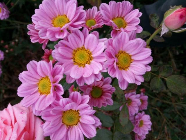 有一种花叫做小切粉，天冷就开花，满头花苞，漂亮清新