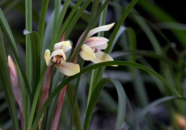 3种耐寒花，冬天养很省心，开花香喷喷寓意好