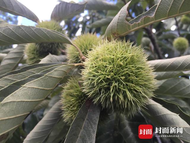 植物|新书上架｜《孩子必须知道的药用植物》中医药博士撰稿+植物学硕士摄影帮你欣赏药用植物之美