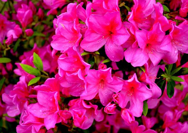 中国十大名花，寓意好观赏性强，很少人能养全