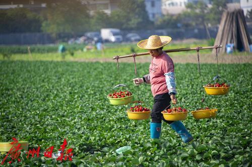 广州|老夏观察26 | 广州这项数据，26年一遇