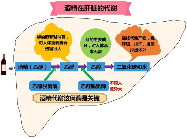 劝君更尽一杯酒？酒精的自述