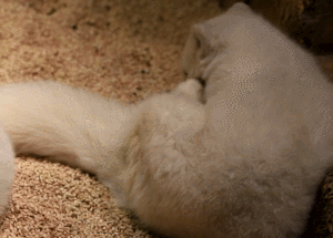 「玩乐足迹」北京首家室内动物园 · 和羊驼浣熊一起玩