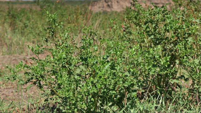 神农本草图经，薯蓣 菊花 甘草 人参 石斛 石龙芮