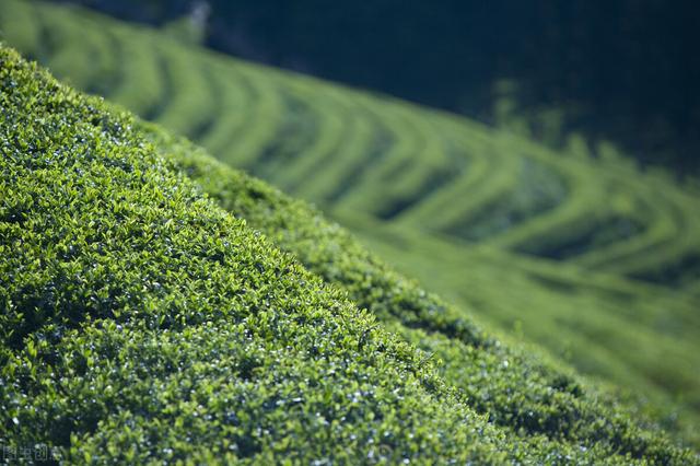 两位院士说茶叶具有预防癌症和美颜的功效，常喝茶还能预防痴呆