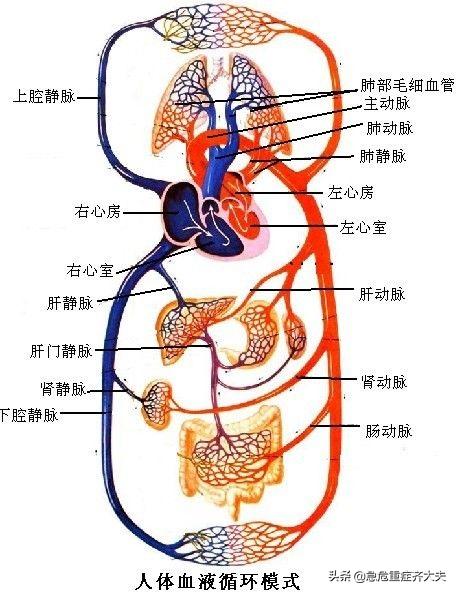 右心室|久坐也会致命？不知此病要出大问题