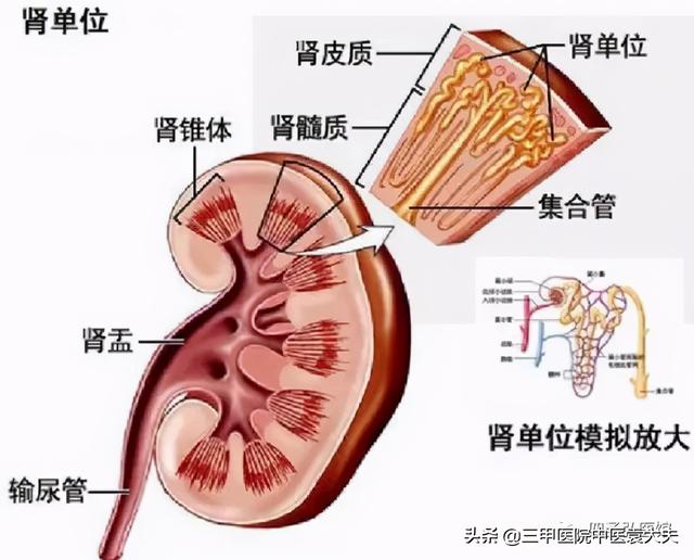 迈入中医之门第84篇：中医视角解读“小便不利类疾病论治”