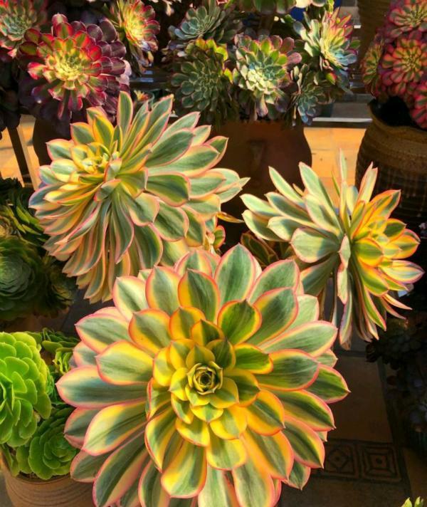 冬天养多肉法师，满足“5个条件”，色美个高，棵棵长成树