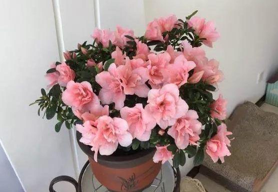 养杜鹃花，注意此3点，不掉一片叶，花朵颜色鲜艳