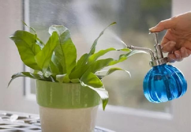 春节气温低，“浇水”要注意，不然10盆烂9盆，养花一年成空谈