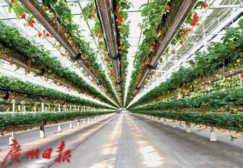 广州|老夏观察26 | 广州这项数据，26年一遇