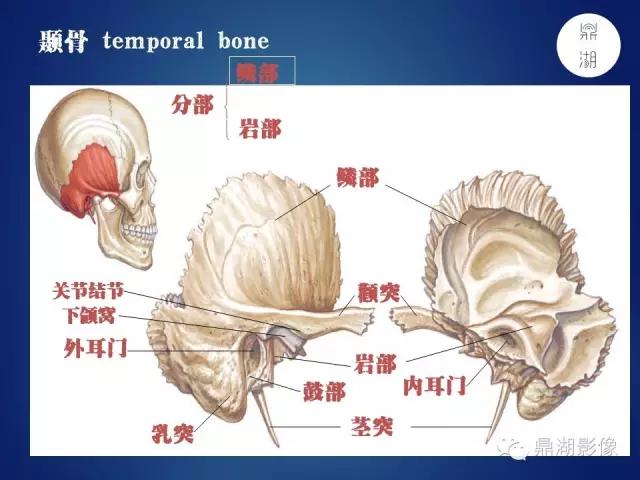 WoW，最全神经系统解剖图来了