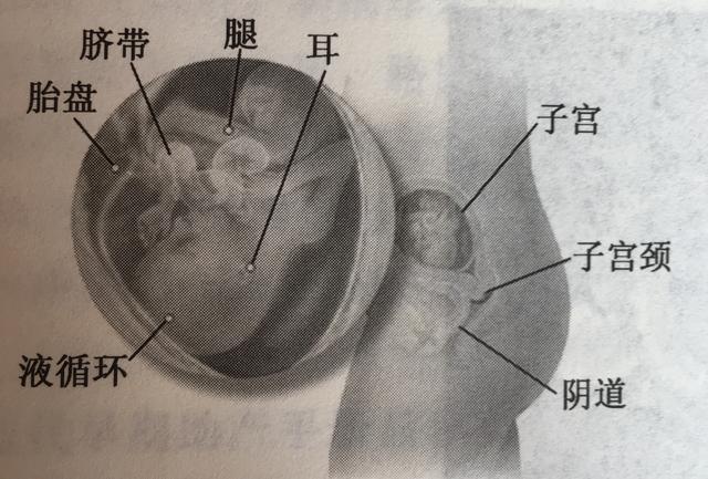 超级宝妈|你知道胎儿发育的过程吗？看完心里暖暖的