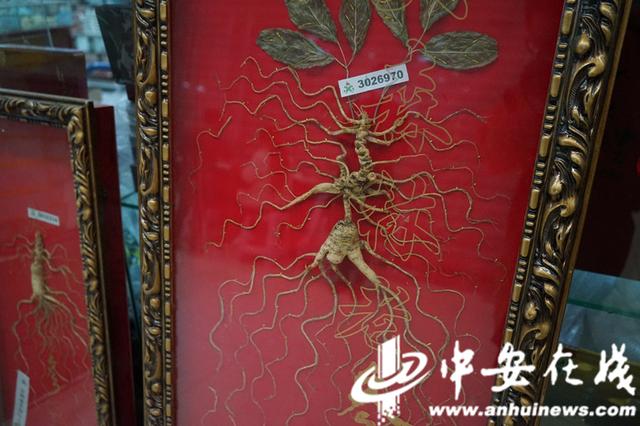 中药|「春游江淮请您来」草木飘香 药都亳州