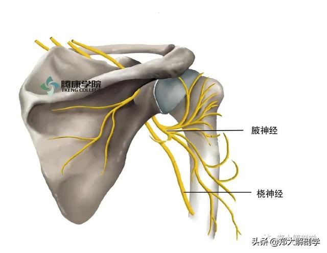 臂丛神经临床检查