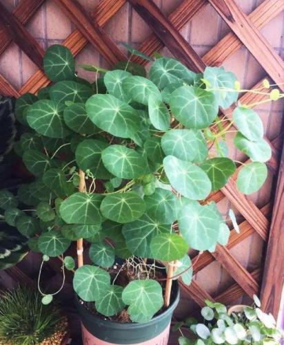 懒人不适合养花？错！选择这5种，不挑土，耐干旱，不管它都长