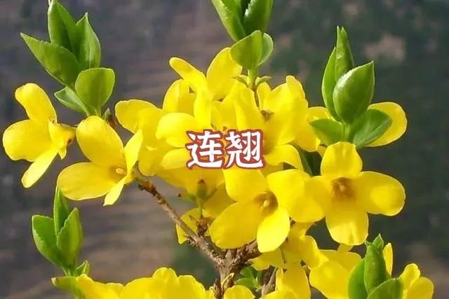 答案|春天来啦！我宣布：上海人“花痴”等级考开始！全答对算侬结棍