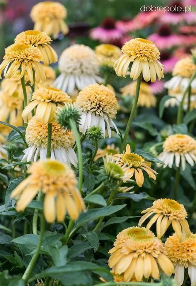 夏季庭院里一抹浓艳的色彩——松果菊