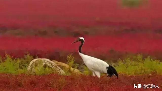 #行路万里#辽宁竟私藏了一片颜值超高的红海滩