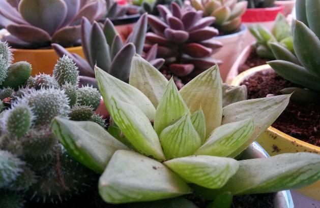 多肉，懒人花友的“心头好”，上班族的“小萌宠”，好看又好养