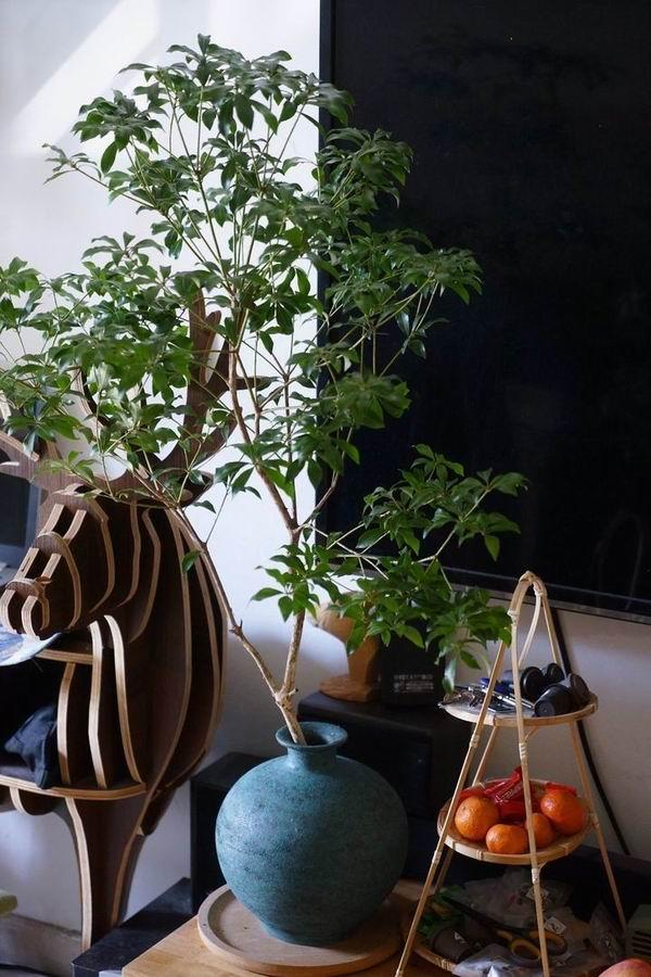 植树节在房间“种下”一片森林