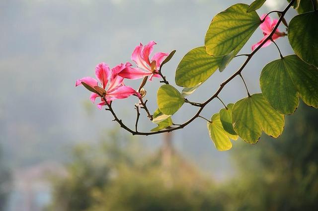 路边的紫荆花开得那么旺，粉紫色的花挂枝头，想家养该怎么做？