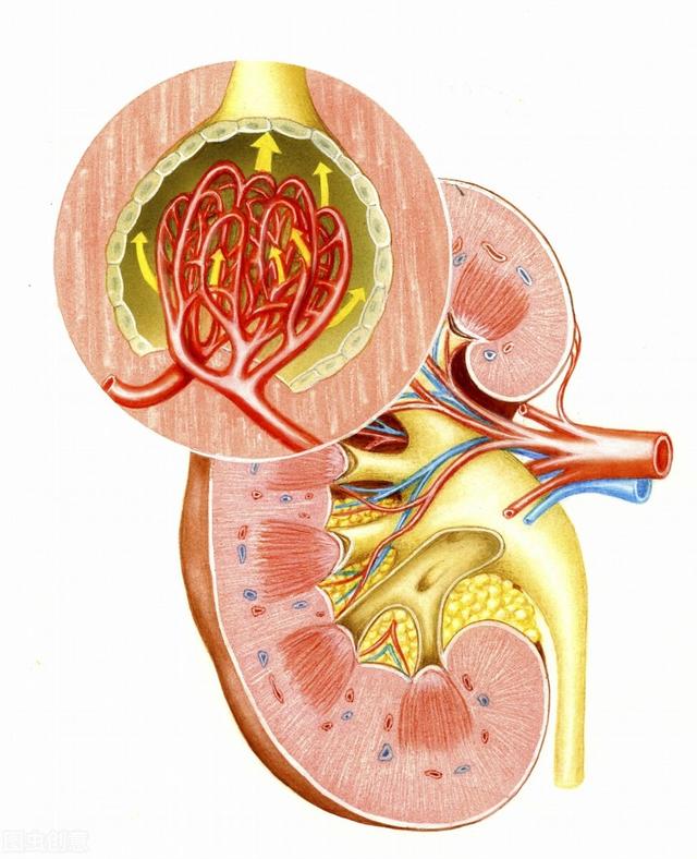肾小球易出现哪些病变？积极治疗这6种疾病类型，了解清楚对症治疗