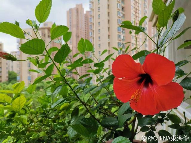 长寿花|12种懒人花，一年四季都能开，阳台养花必备