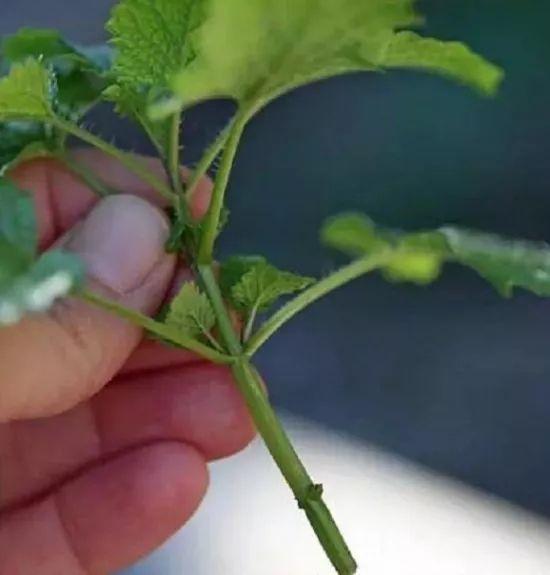 这些花不必买，扯几片叶子就能种出一片花园