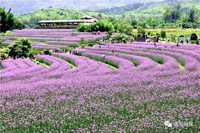 旅行百事通■国家级森林乡村！闽侯有5个村庄上榜