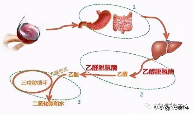 喝酒后，“脸红”和“脸不红”的人，哪个更健康？