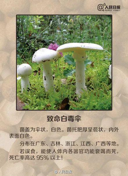 医院|桂林5人被野生菌放倒！中毒者事后回忆：吃起来又脆又甜……