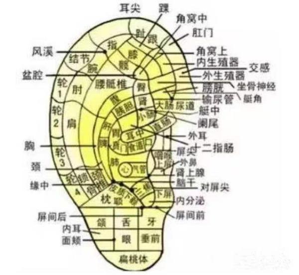 耳朵|最新研究!耳朵的秘密,让人吃一惊呢!速看