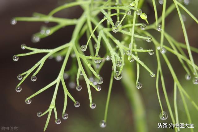 张廷模中药学讲稿 42 利水渗湿药 茯苓 猪苓 泽泻 薏苡仁