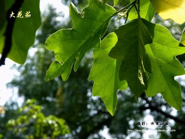 大咖分享 | 蓝色花境植物有那些？