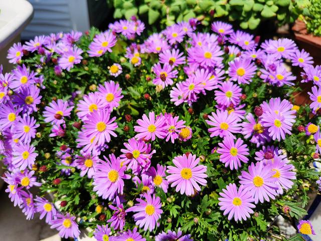 阳台养这种盆栽草花，全年都有花看，养护简单，新手花友也适合